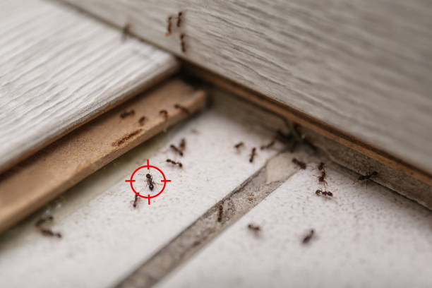 Best Best Pest Control Companies  in Grandview, MO